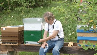 Apiculture Alternative: pour une meilleure apiculture respectueuse des abeilles endémiques