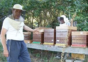 Bienvenue en Apiculture : Aux apiculteurs débutants